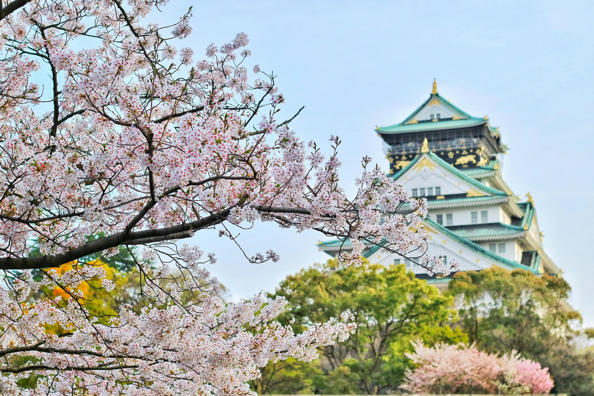 Image of Osaka castle and sakura